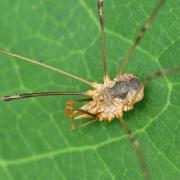 Phalangium opilio Linnaeus, 1758 - Faucheux urnigère (mâle)