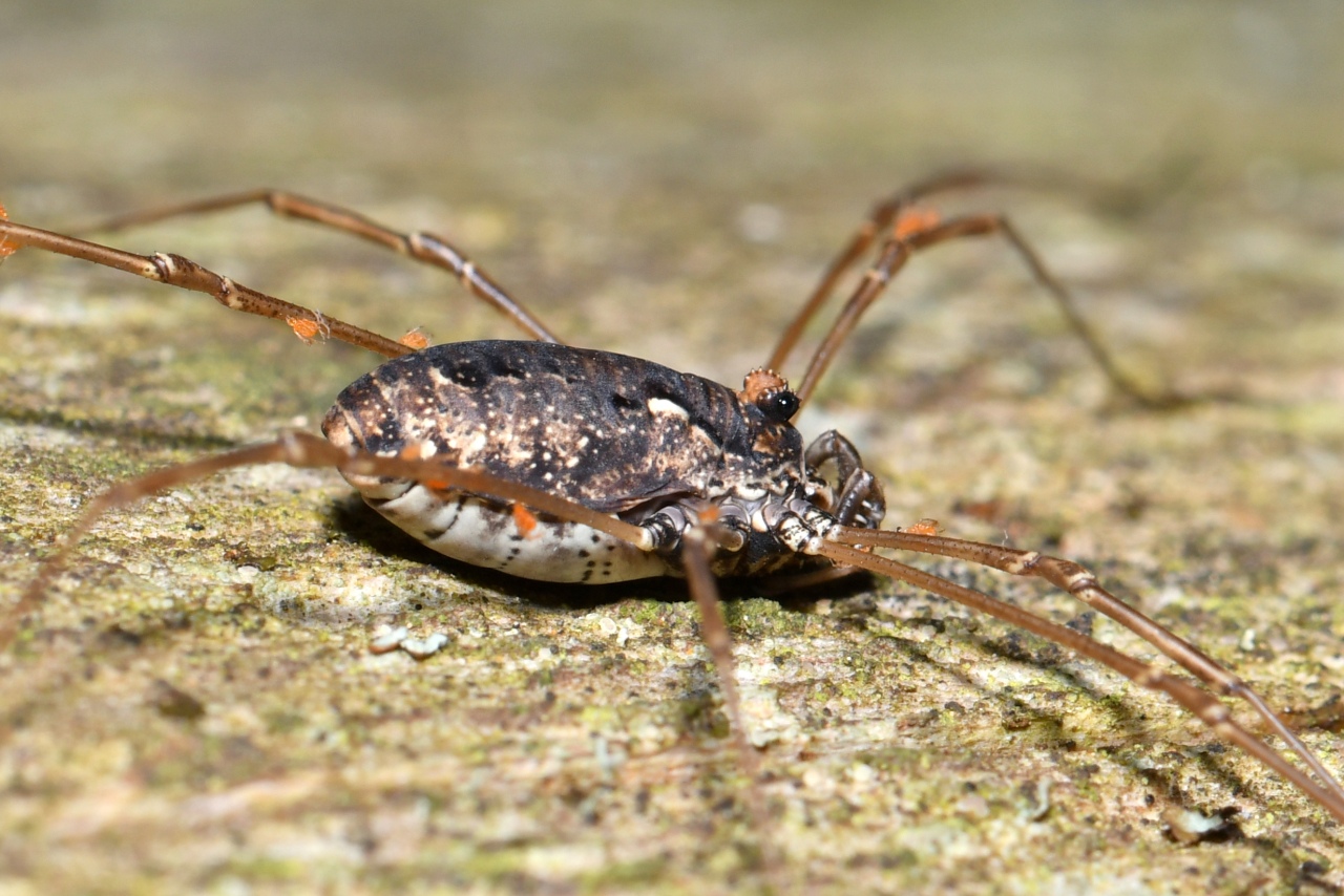 Platybunus pinetorum (C.L. Koch, 1839)