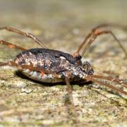 Platybunus pinetorum (C.L. Koch, 1839)