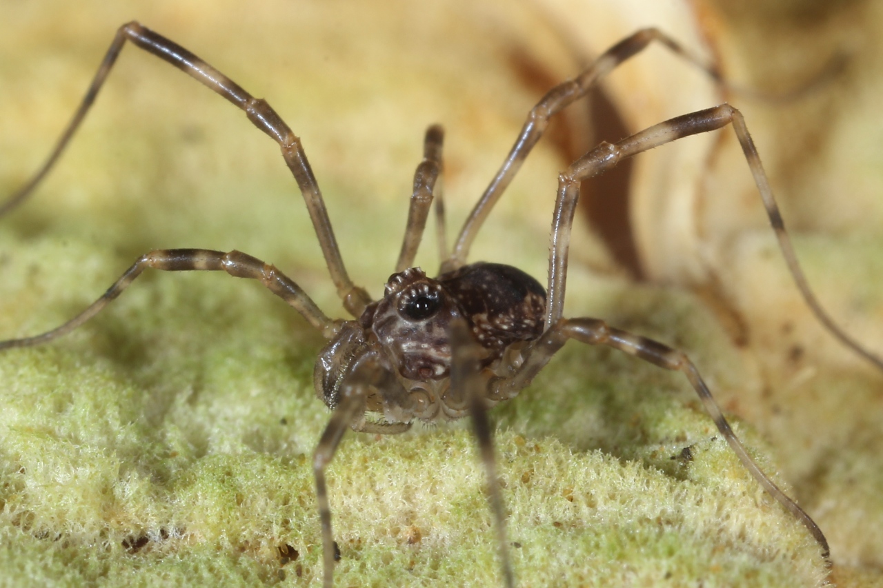 Rilaena triangularis (Herbst, 1799) (Juvénile)