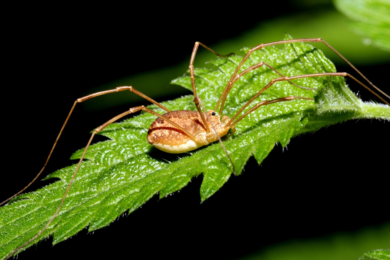 Rilaena triangularis (Herbst, 1799)