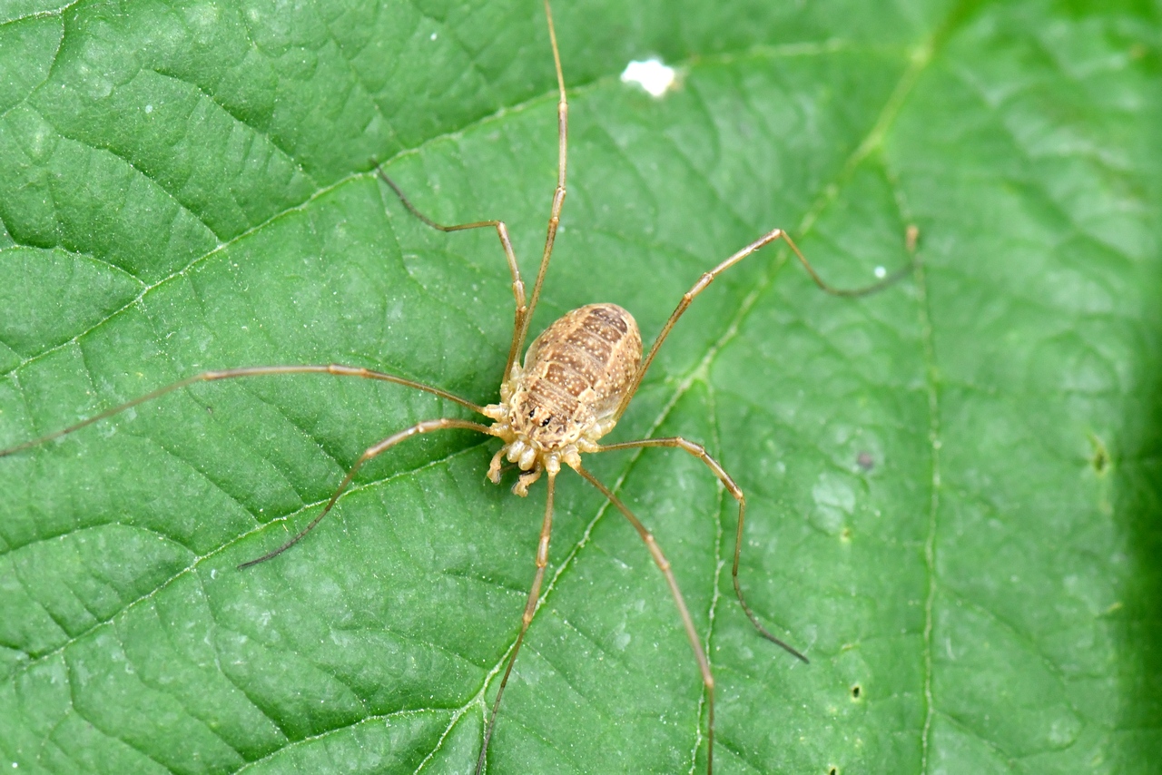 Rilaena triangularis (Herbst, 1799)