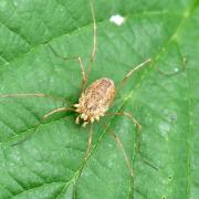 Rilaena triangularis (Herbst, 1799)