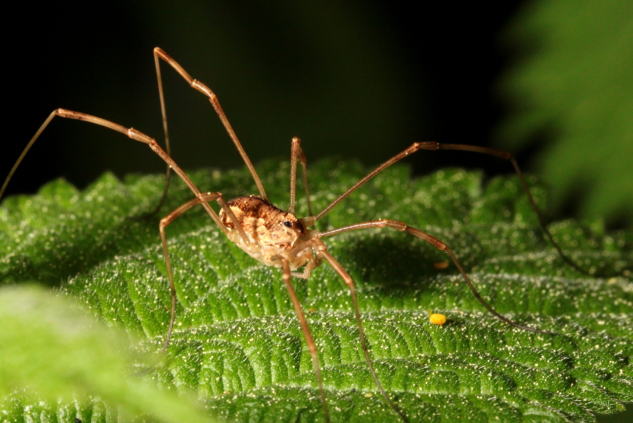 Rilaena triangularis (Herbst, 1799)