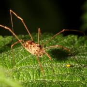 Rilaena triangularis (Herbst, 1799)