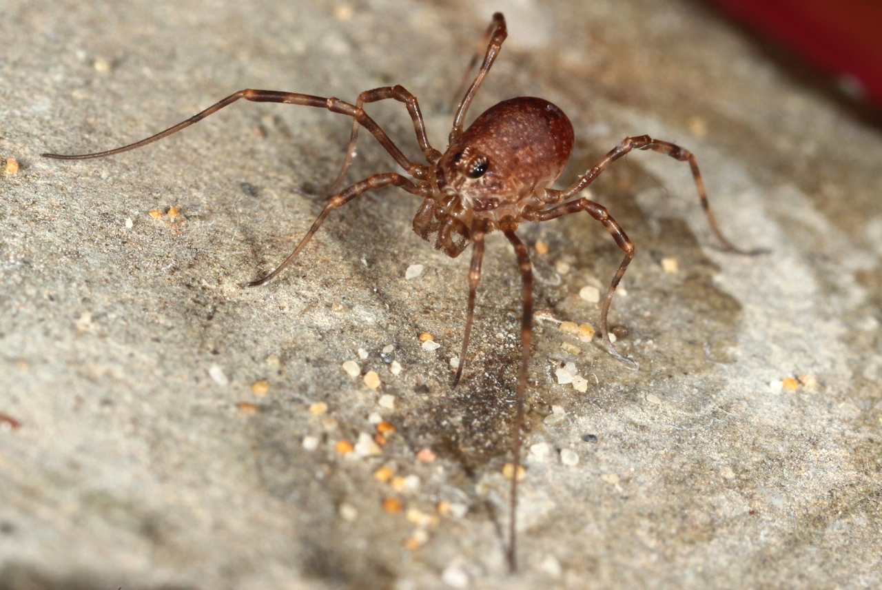 Rilaena triangularis (Herbst, 1799)