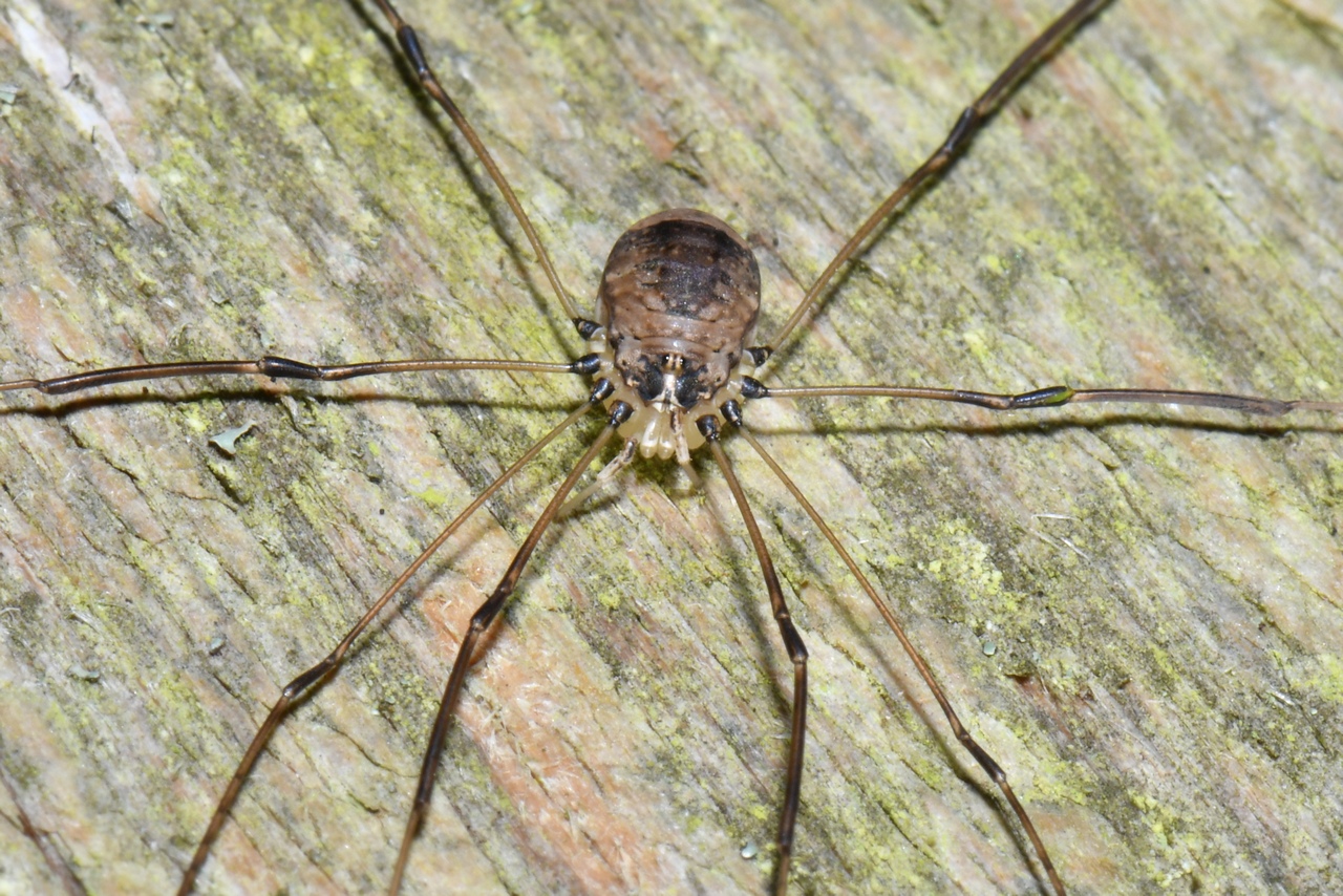 Leiobunum blackwallii Meade, 1861 (femelle)