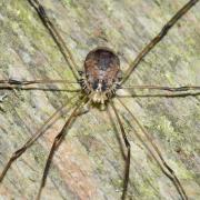 Leiobunum blackwallii Meade, 1861 (femelle)