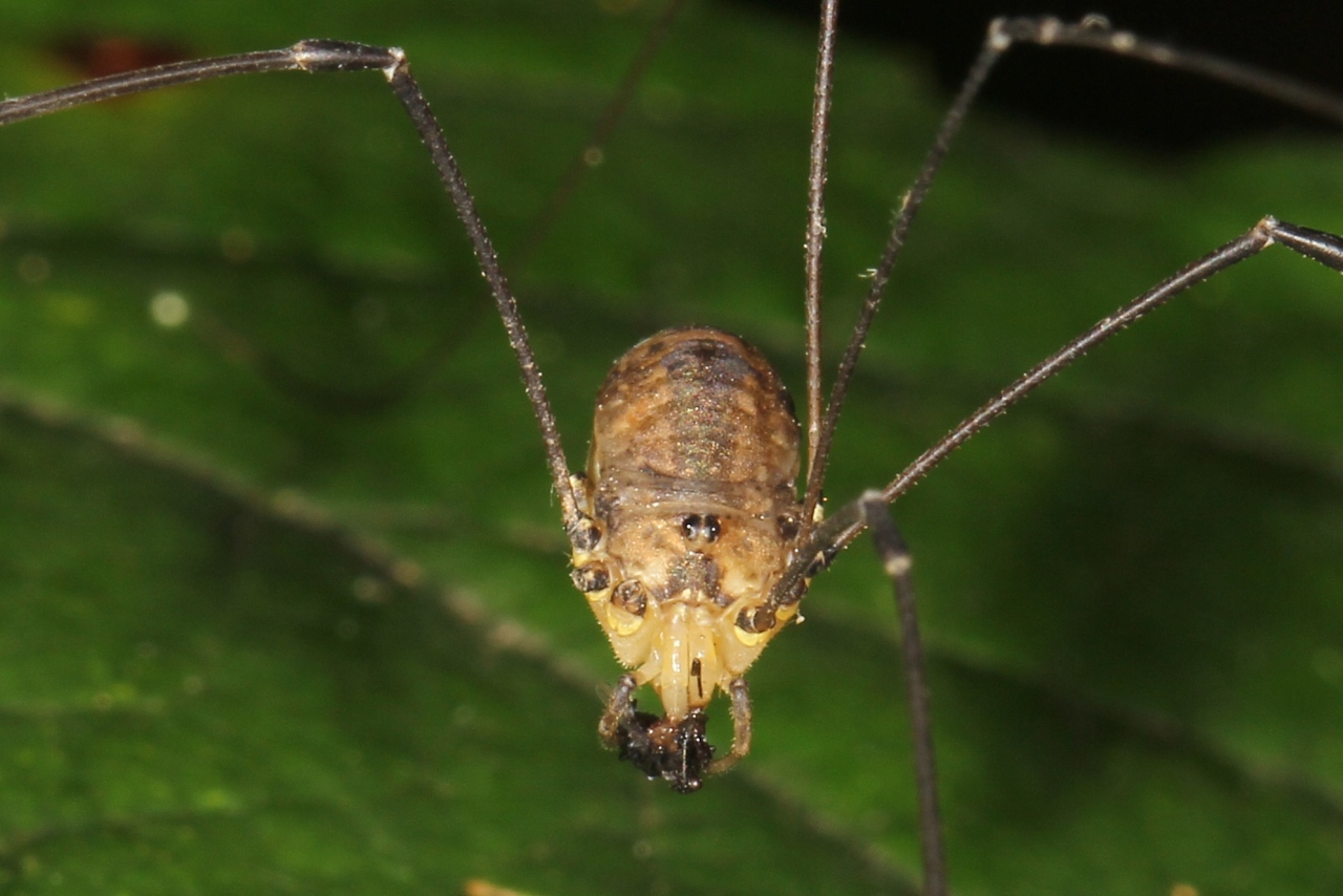 Leiobunum rotundum (Latreille, 1798) (femelle)