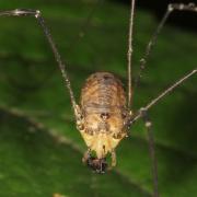 Leiobunum rotundum (Latreille, 1798) (femelle)