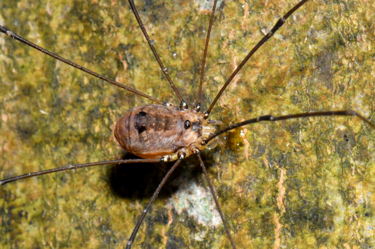 Leiobunum rotundum (Latreille, 1798) (femelle)