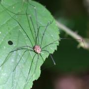 Leiobunum rotundum (Latreille, 1798) (mâle)