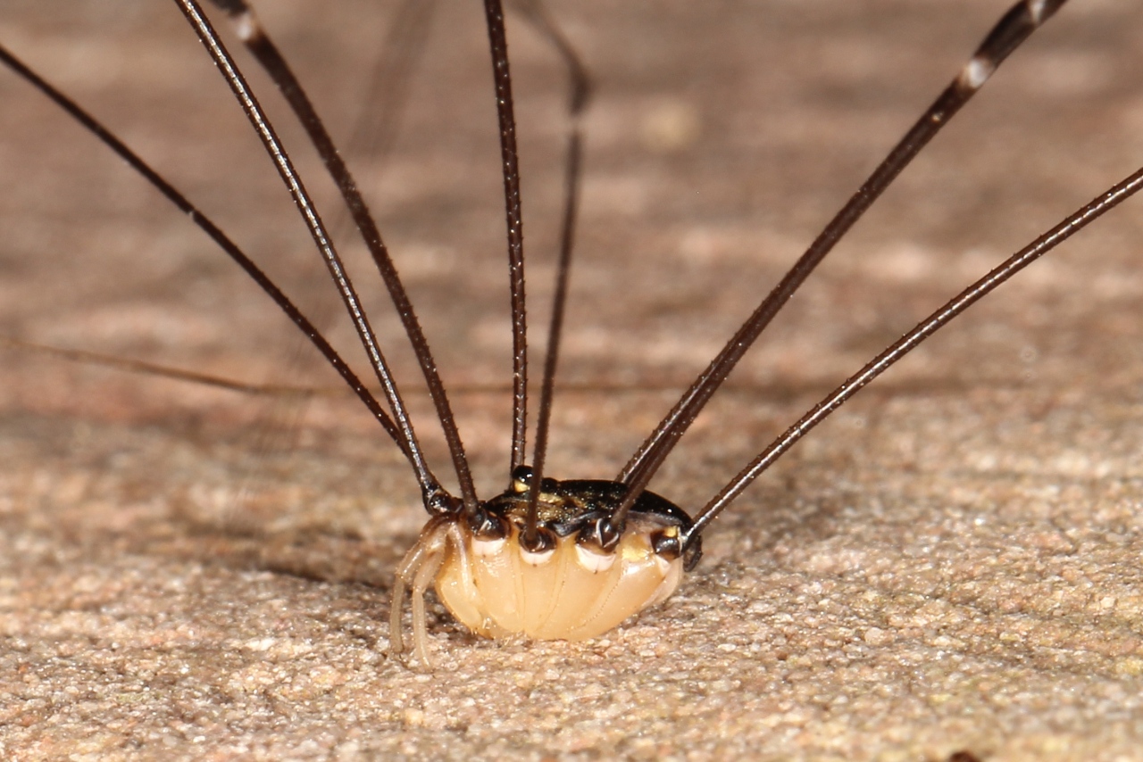 Leiobunum sp. A - Opilion géant