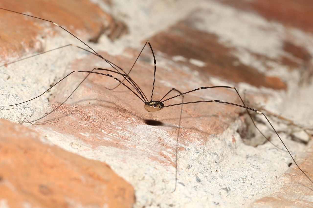 Leiobunum sp. A - Opilion géant (mâle)