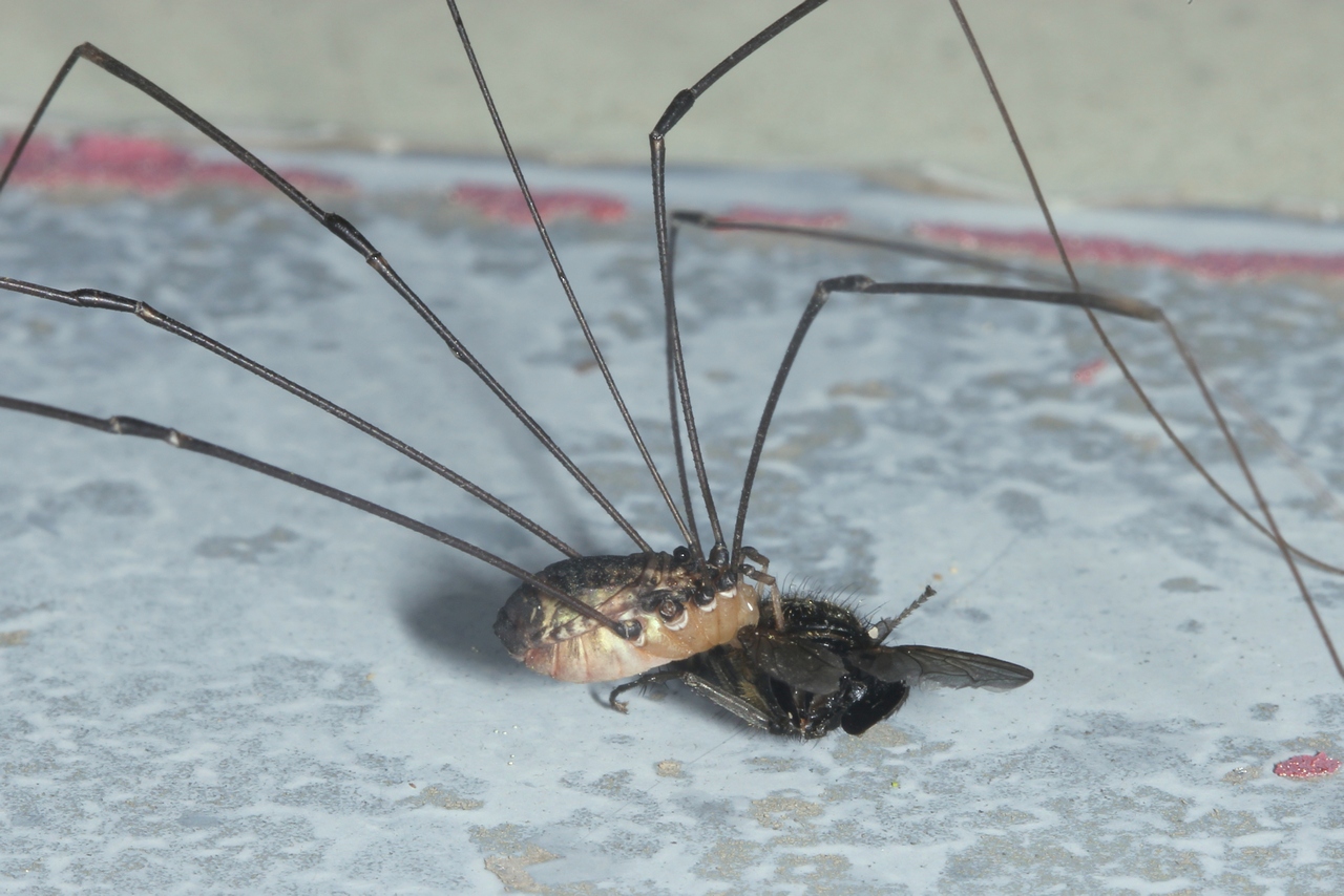 Leiobunum sp. A - Opilion géant (femelle)