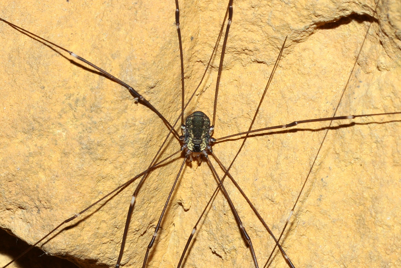 Leiobunum sp. A - Opilion géant (femelle)