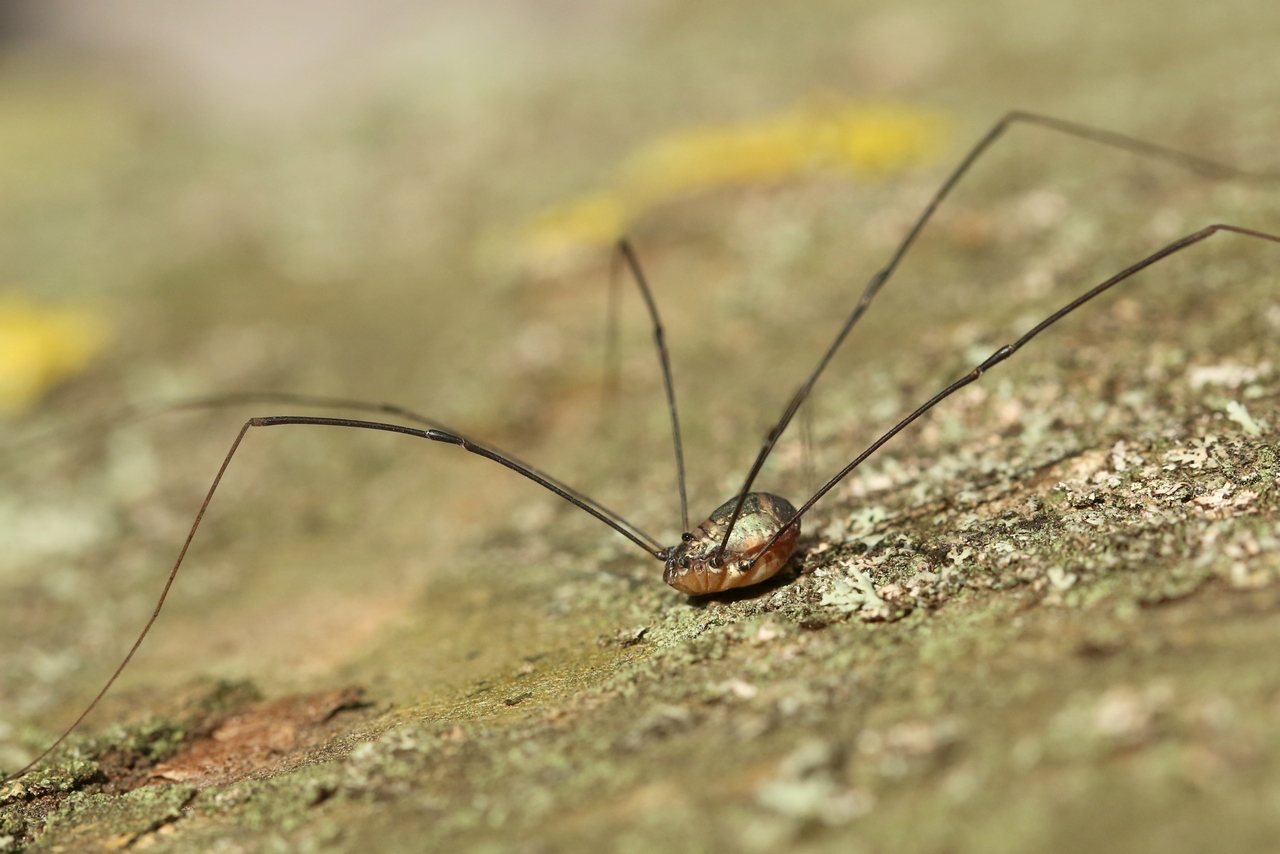 Leiobunum sp. A - Opilion géant (mâle)