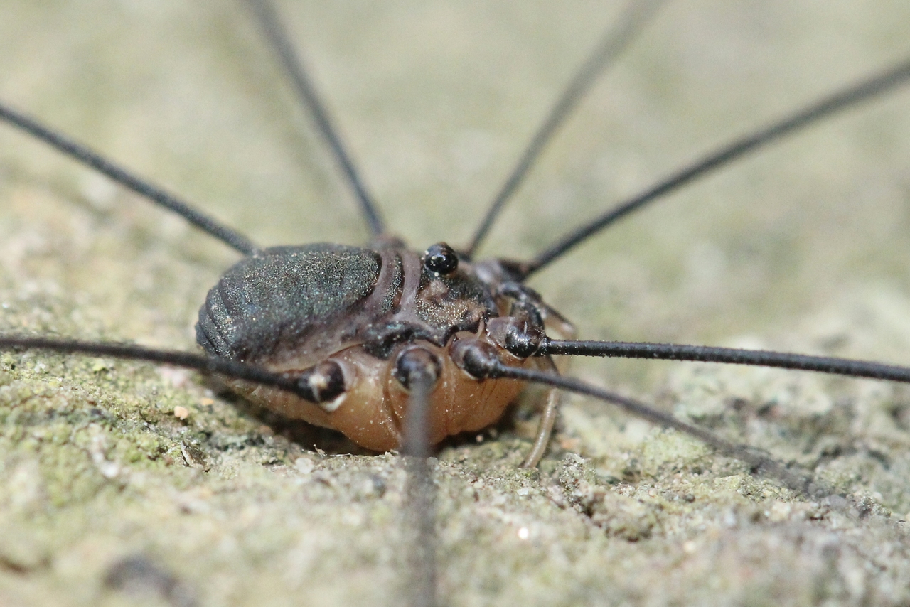 Leiobunum sp. A - Opilion géant (mâle)