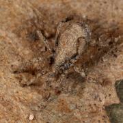 Anelasmocephalus cambridgei (Westwood, 1874)