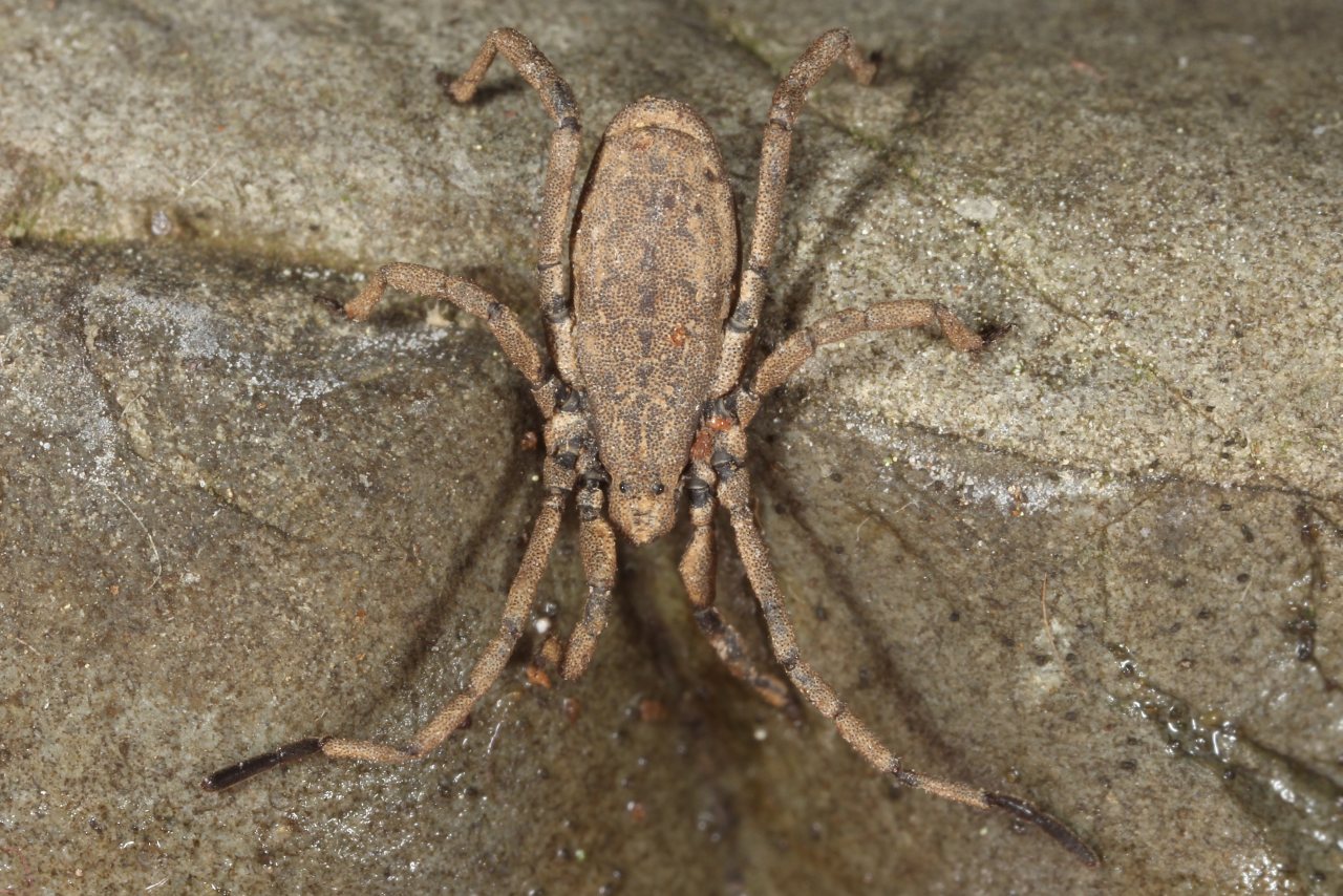 Trogulus nepaeformis (Scopoli, 1763) - Faucheux nèpe