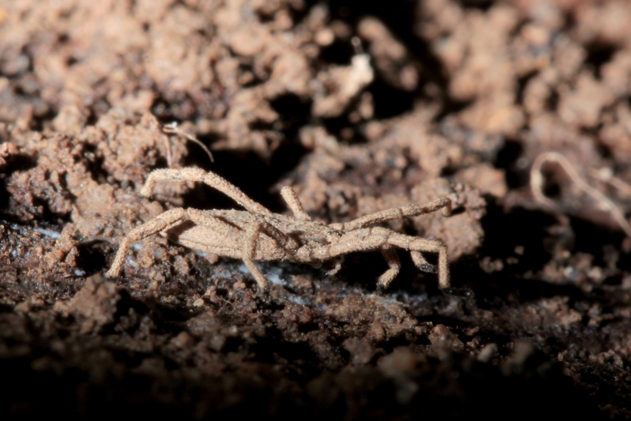 Trogulus tricarinatus (Linnaeus, 1767)