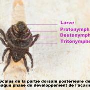 Neoliodes theleproctus (Hermann, 1804)