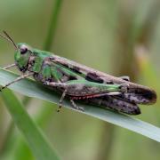 Aiolopus thalassinus (Fabricius, 1781) - Oedipode émeraudine