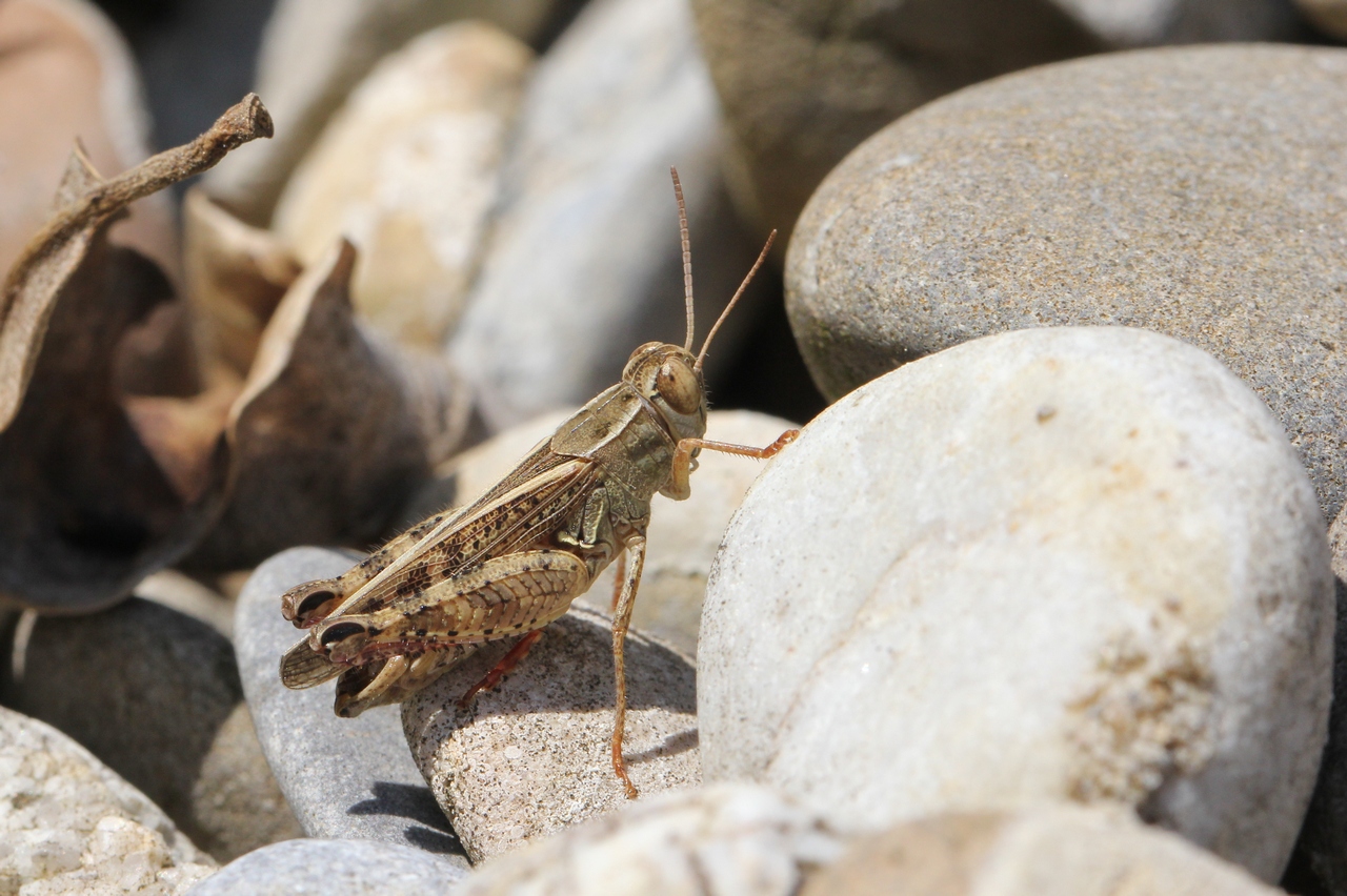 Calliptamus italicus (Linnaeus, 1758) - Caloptène italien (mâle)