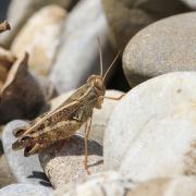 Calliptamus italicus (Linnaeus, 1758) - Caloptène italien (mâle)