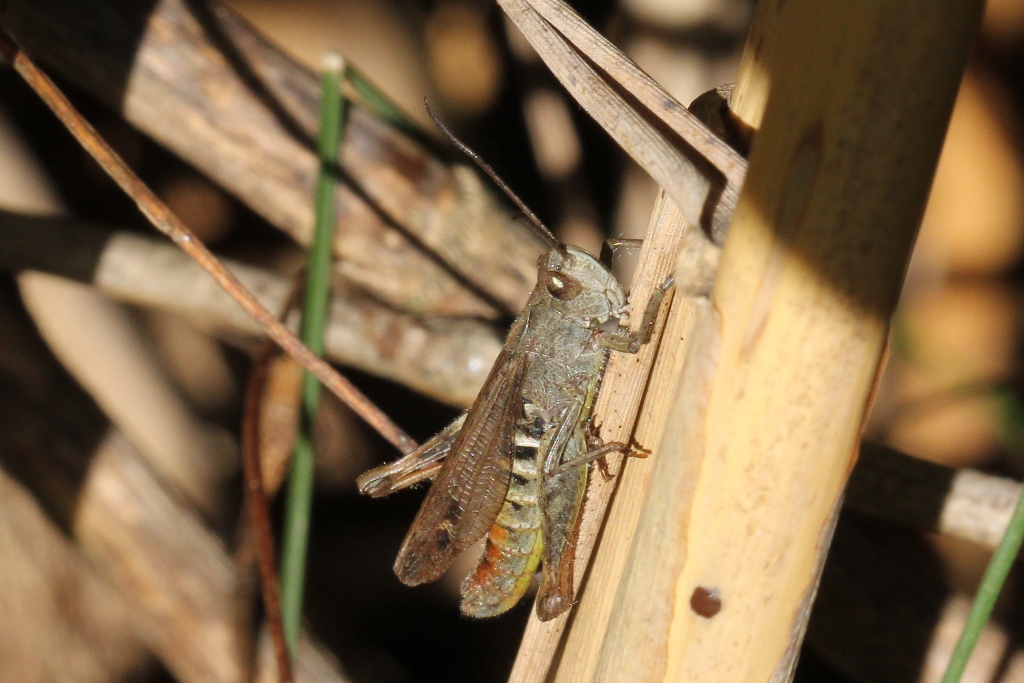 Chorthippus biguttulus (Linnaeus, 1758) - Criquet mélodieux