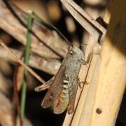 Chorthippus biguttulus (Linnaeus, 1758) - Criquet mélodieux