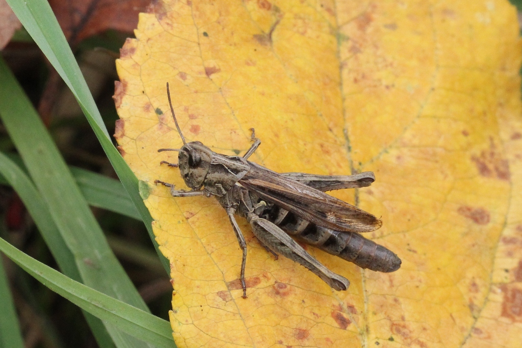 Chorthippus brunneus (Thunberg, 1815) - Criquet duettiste