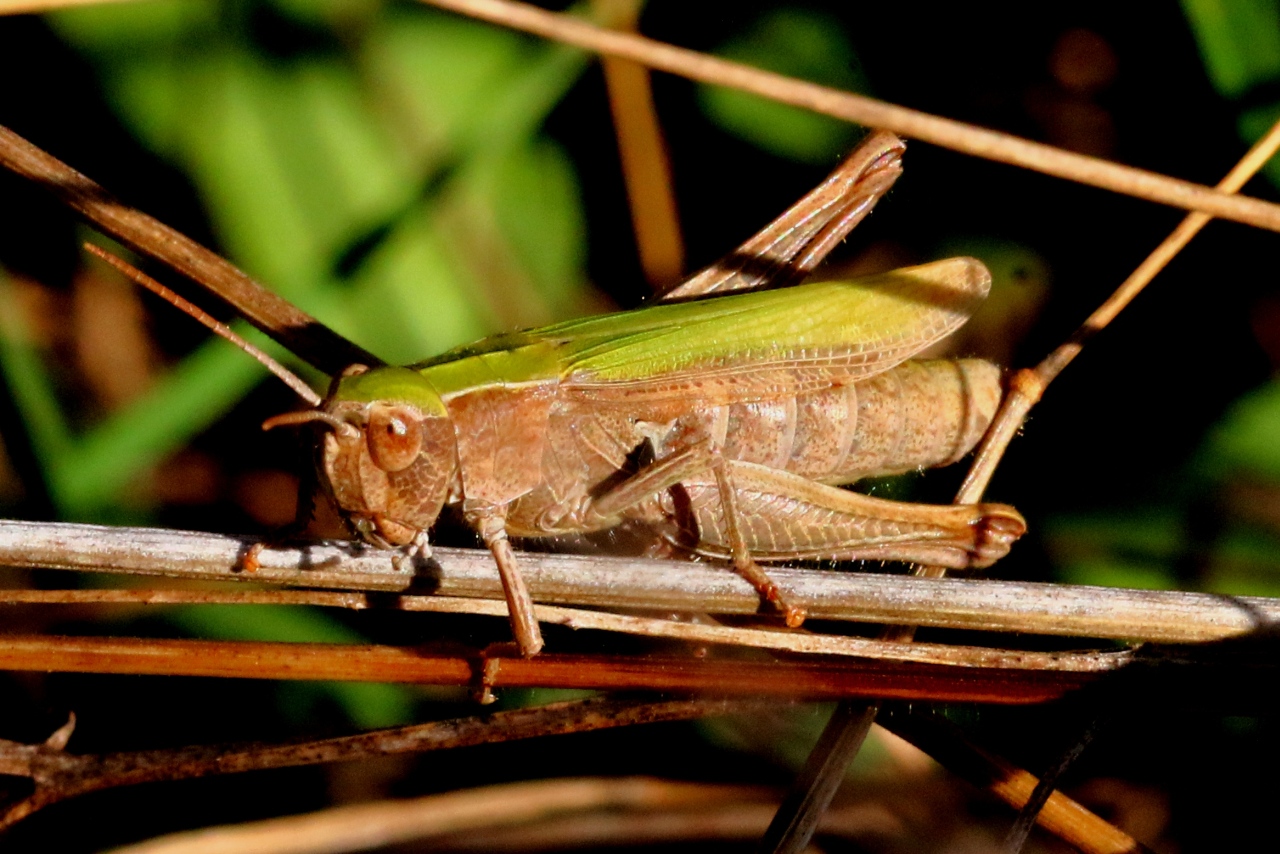 Chorthippus dorsatus (Zetterstedt, 1821) - Criquet verte-échine