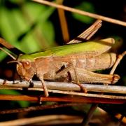 Chorthippus dorsatus (Zetterstedt, 1821) - Criquet verte-échine