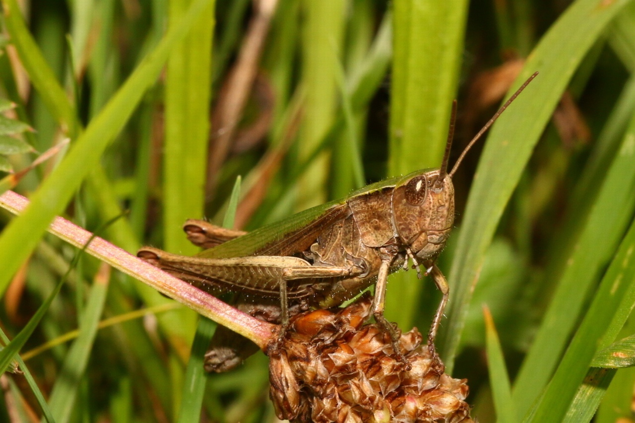 Chorthippus dorsatus (Zetterstedt, 1821) - Criquet verte-échine