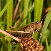 Chorthippus dorsatus (Zetterstedt, 1821) - Criquet verte-échine