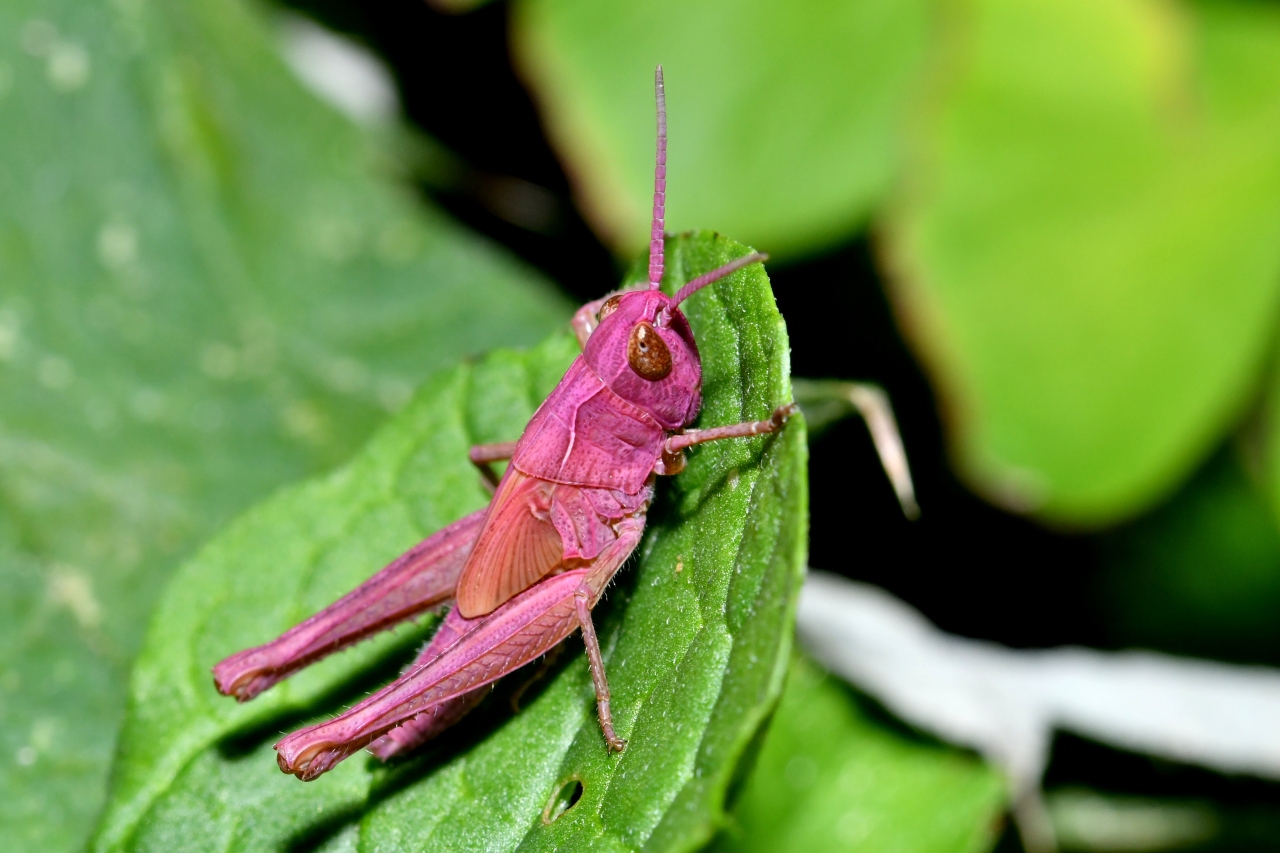 Chorthippus sp (juvénile)