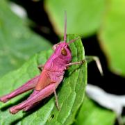 Chorthippus sp (juvénile)