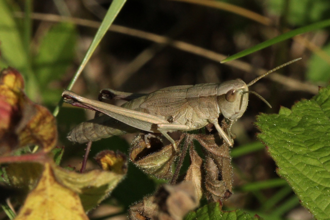 Chrysochraon dispar (Germar, 1834) - Criquet des clairières (femelle)