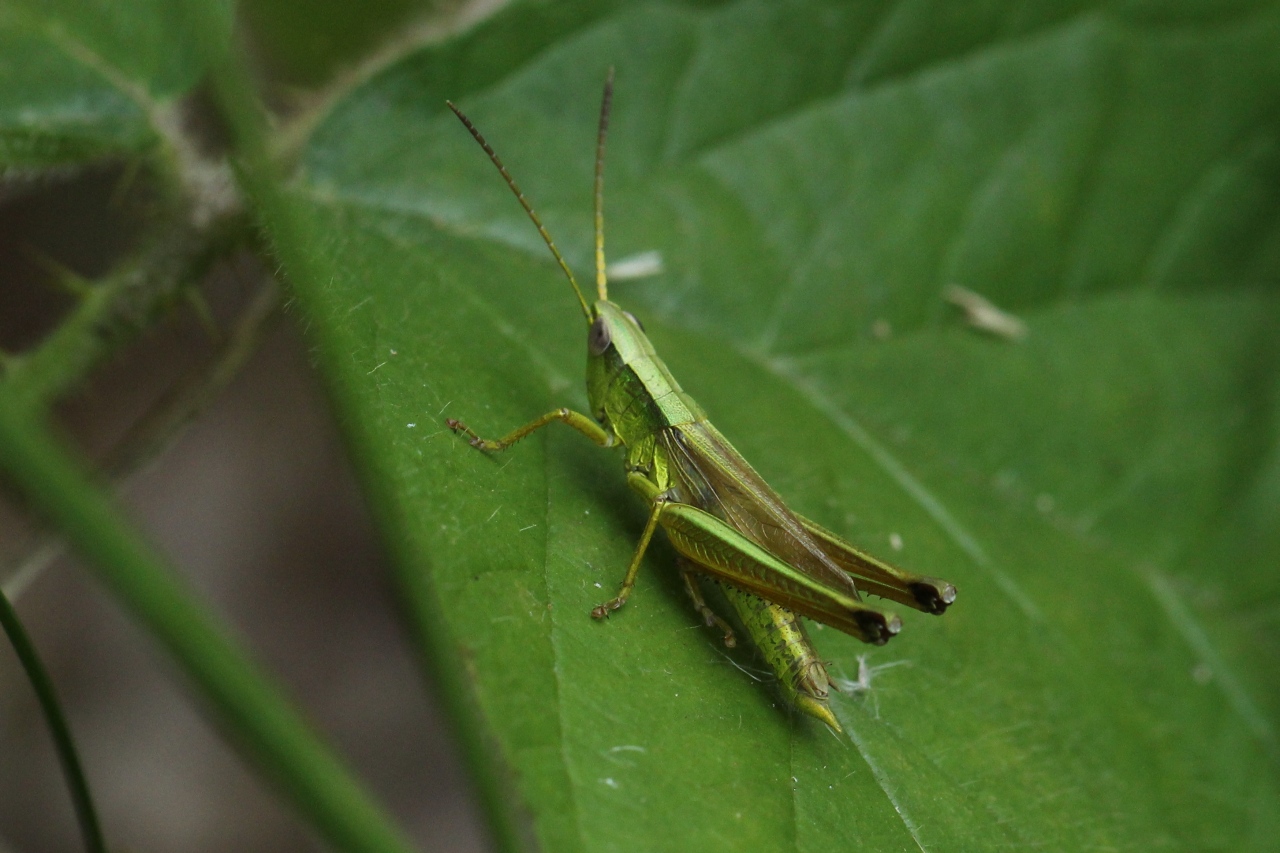 Chrysochraon dispar (Germar, 1834) - Criquet des clairières (mâle)