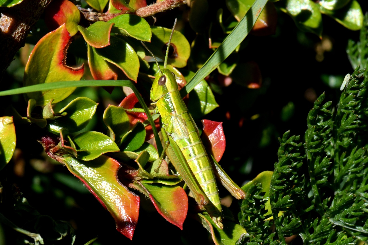 Euthystira brachyptera (Ocskay, 1826) - Criquet des Genèvriers (femelle)