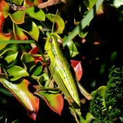 Euthystira brachyptera (Ocskay, 1826) - Criquet des Genèvriers (femelle)