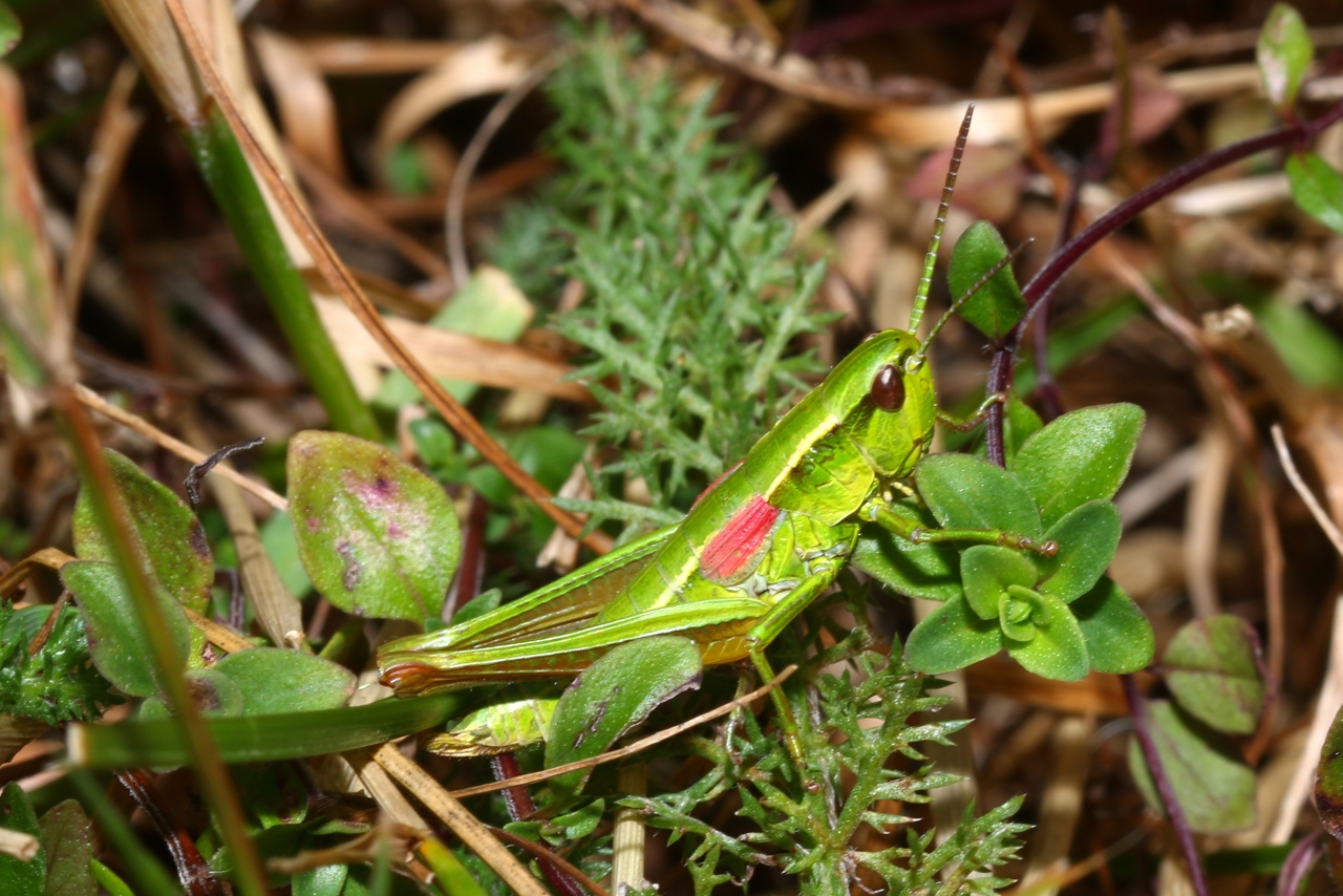 Euthystira brachyptera (Ocskay, 1826) - Criquet des Genévriers (femelle)