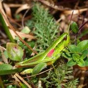 Euthystira brachyptera (Ocskay, 1826) - Criquet des Genévriers (femelle)