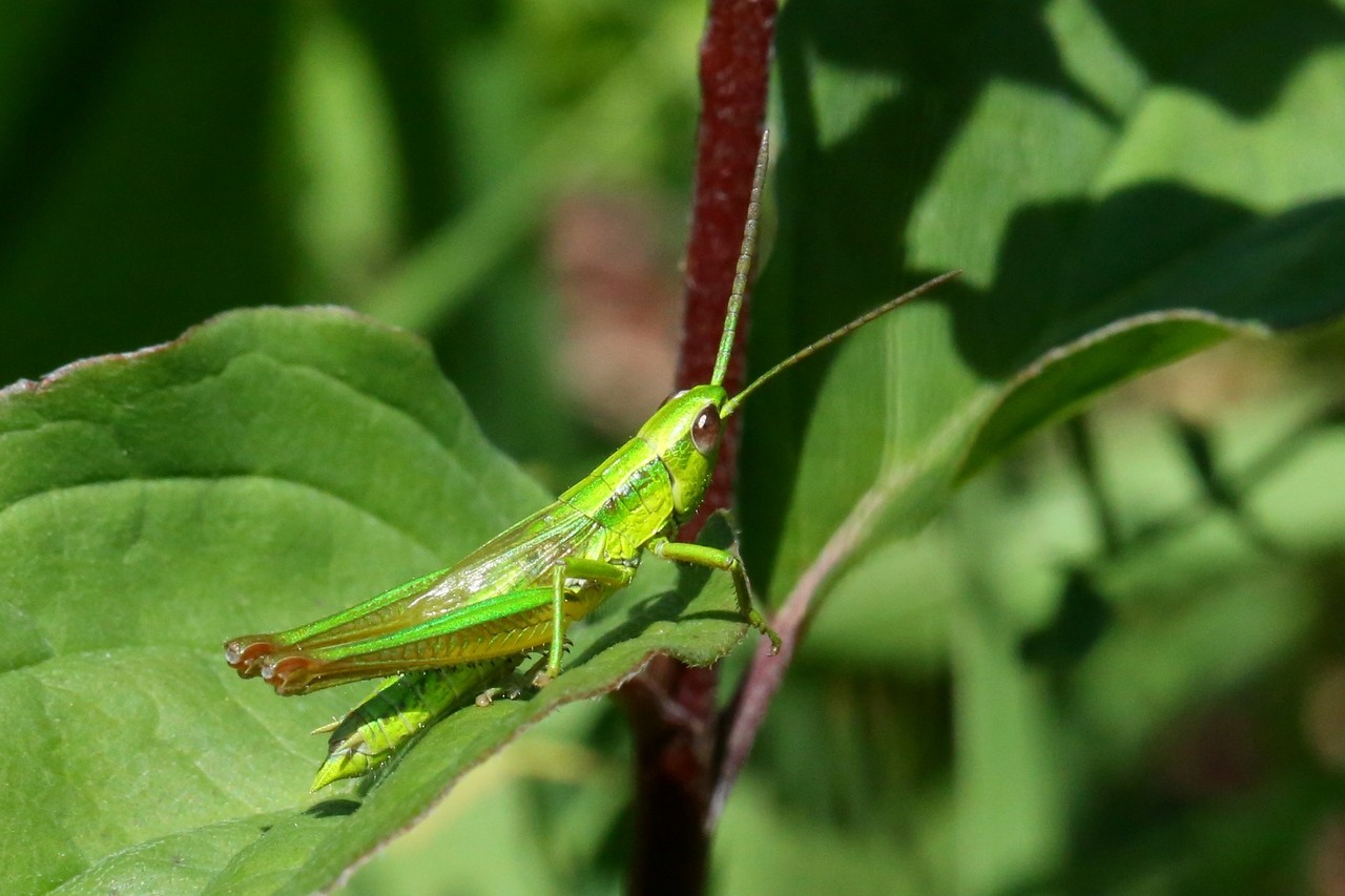 Euthystira brachyptera (Ocskay, 1826) - Criquet des Genévriers (mâle)