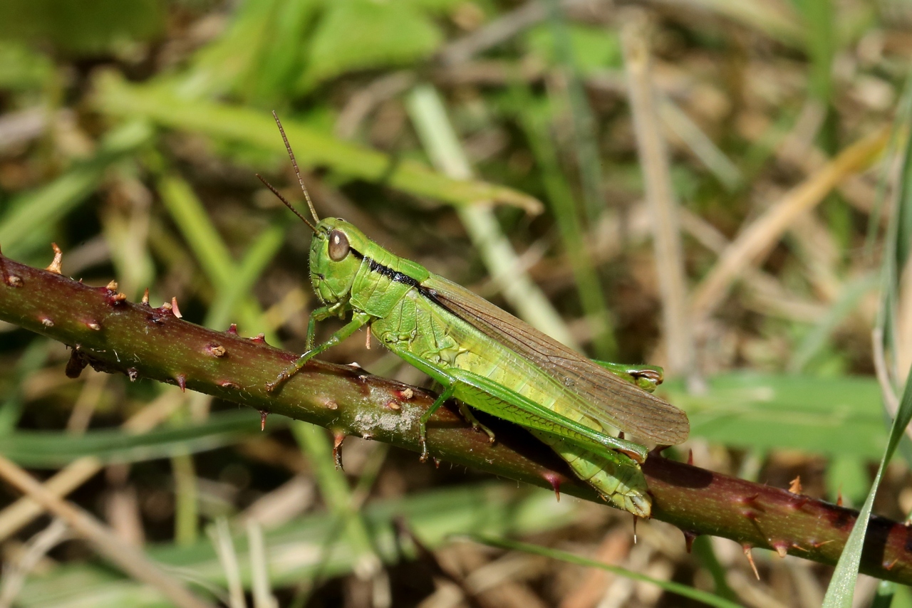 Mecostethus parapleurus (Hagenbach, 1822) - Criquet des roseaux