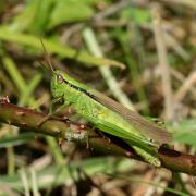 Mecostethus parapleurus (Hagenbach, 1822) - Criquet des roseaux