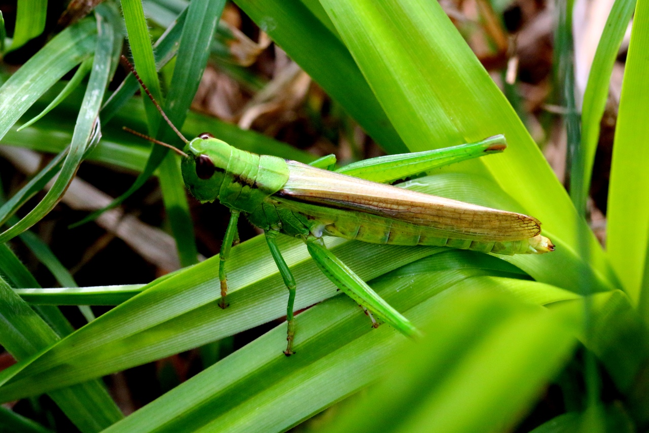 Mecostethus parapleurus (Hagenbach, 1822) - Criquet des roseaux