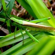 Mecostethus parapleurus (Hagenbach, 1822) - Criquet des roseaux