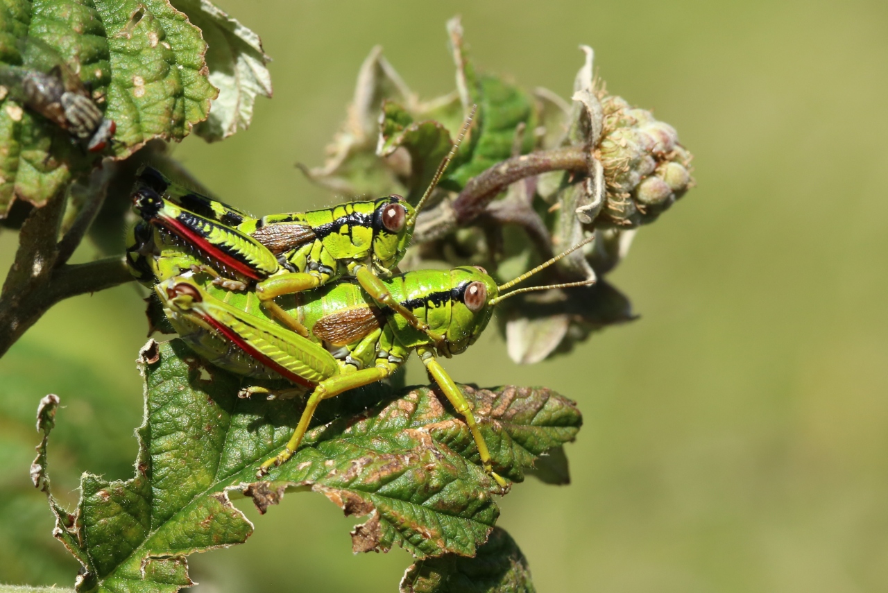 Miramella alpina subalpina (Fischer, 1850) - Miramelle fontinale (accouplement)